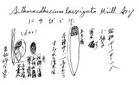 代表画像