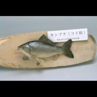 代表画像