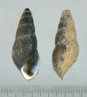 代表画像