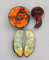 代表画像