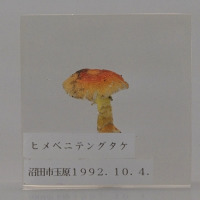代表画像