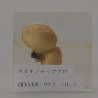 代表画像
