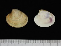 代表画像