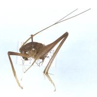 代表画像