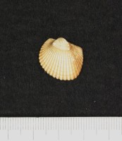 代表画像