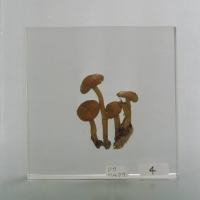 代表画像