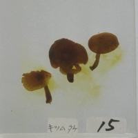 代表画像
