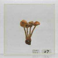代表画像
