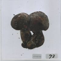 代表画像