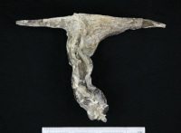 代表画像