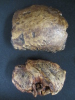 代表画像