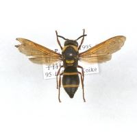 代表画像