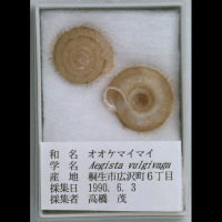 代表画像