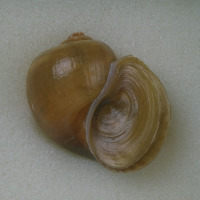 代表画像