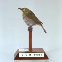 代表画像