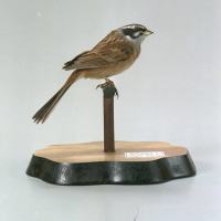 代表画像