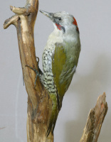 代表画像